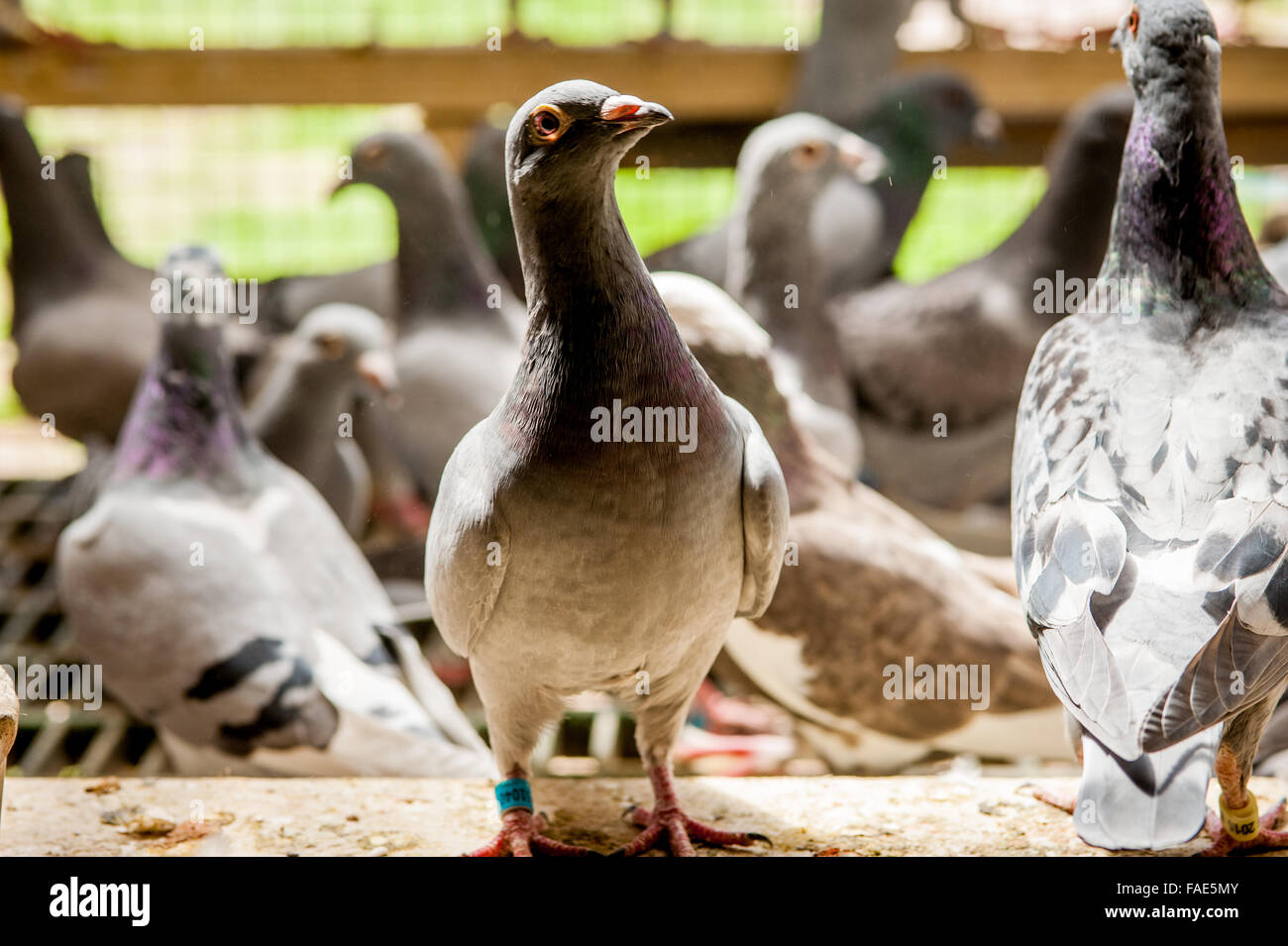 Les pigeons dans une grange Banque D'Images