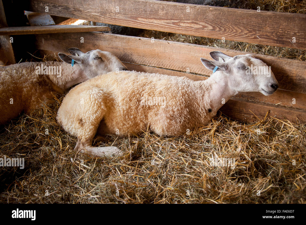 Moutons dans un pâturage. Banque D'Images