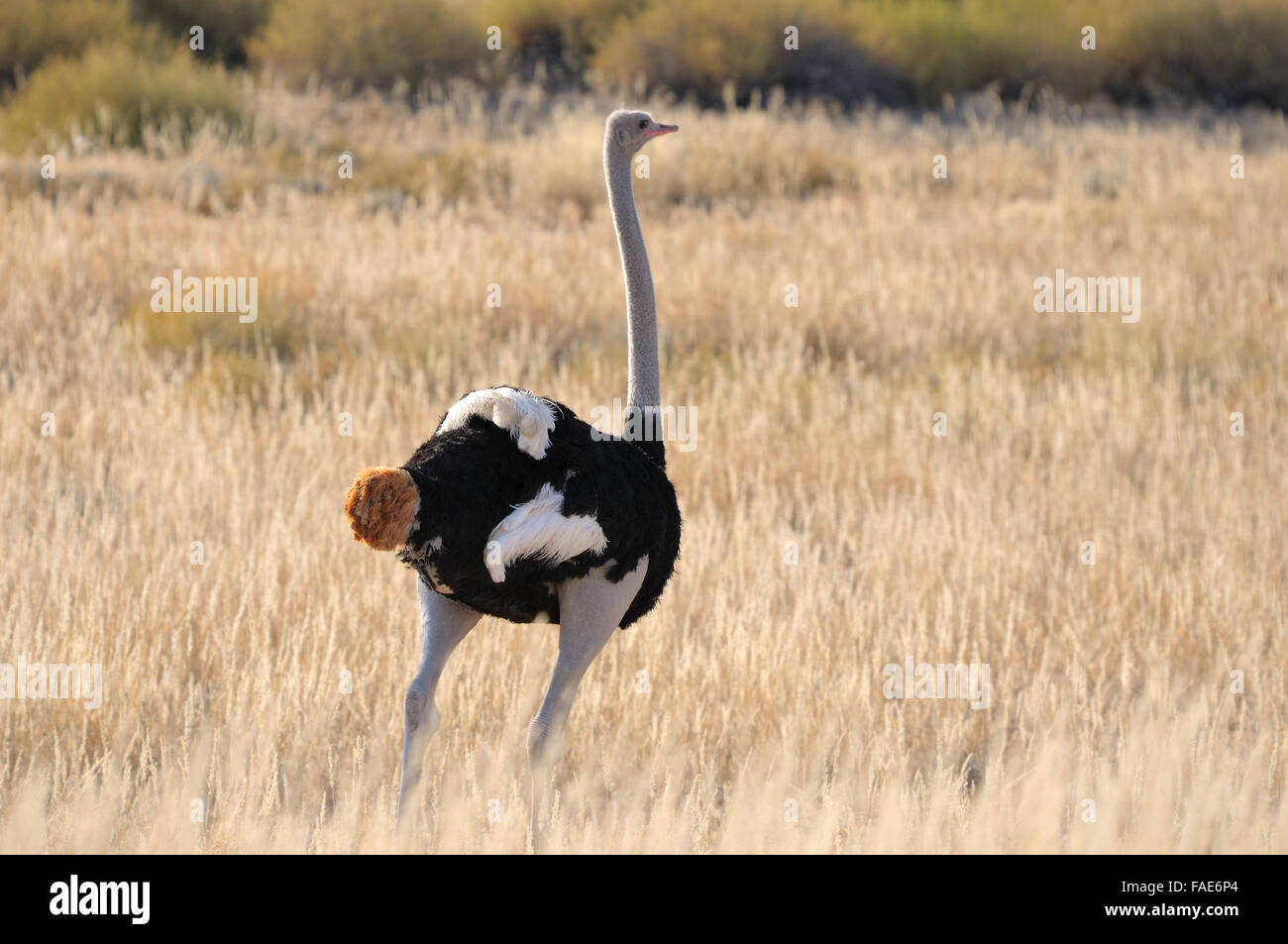 Une autruche mâle dans le parc transfrontalier de Kgalagadi, Afrique du Sud Banque D'Images