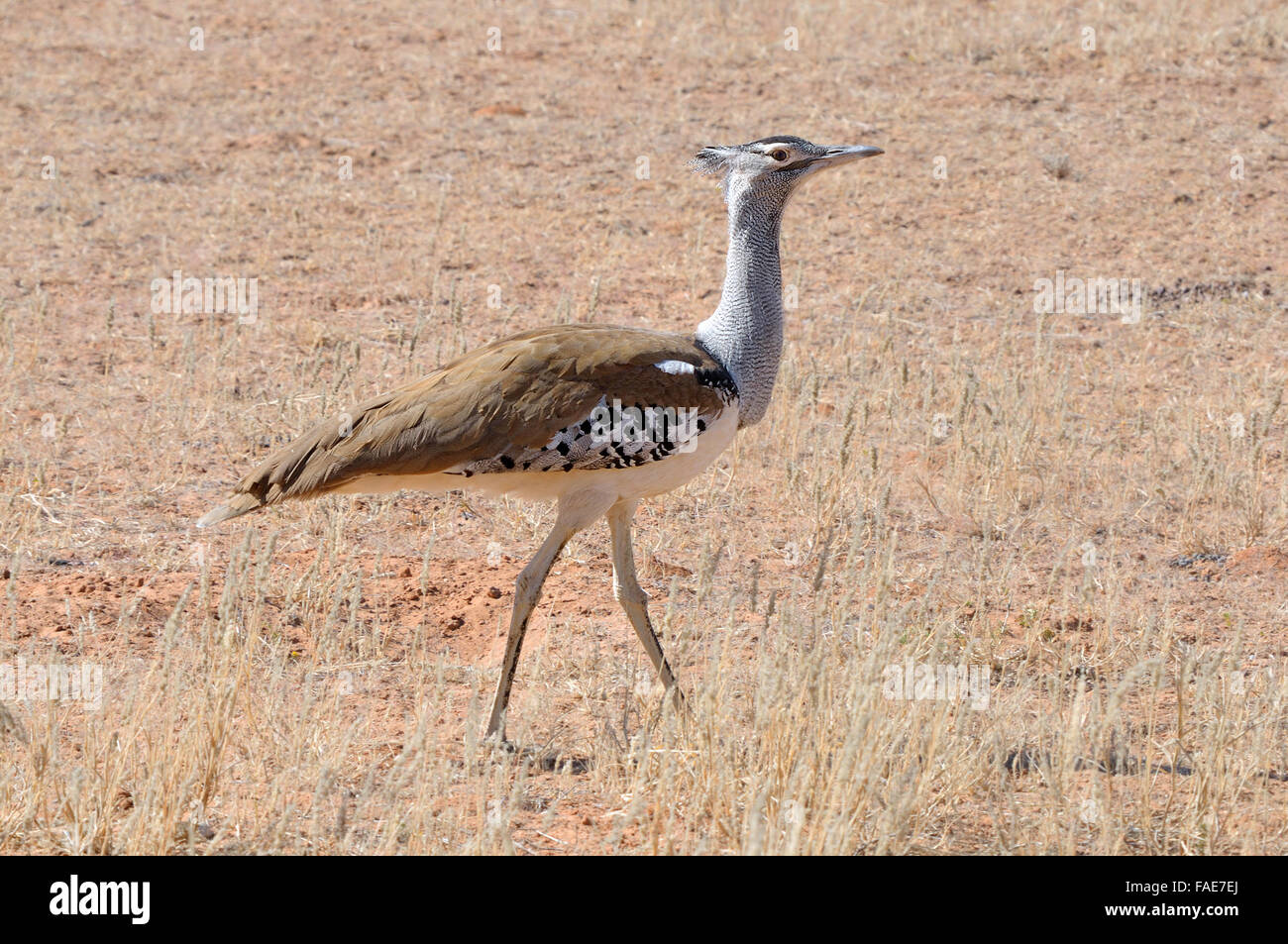 Outarde Kori dans le parc transfrontalier de Kgalagadi, Afrique du Sud Banque D'Images