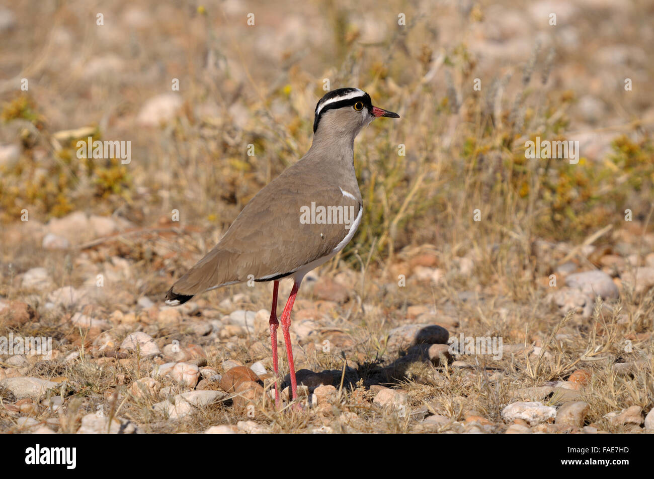 Vanneau couronné dans le parc transfrontalier de Kgalagadi Banque D'Images