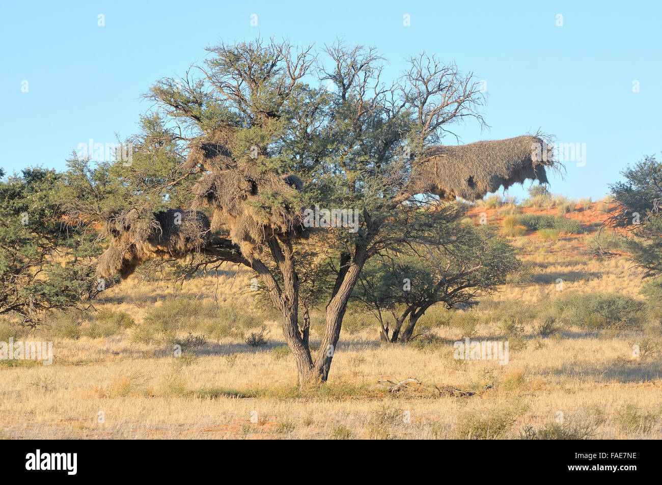Camelthorn Arbre avec Sociable Weaver nids communautaires Banque D'Images