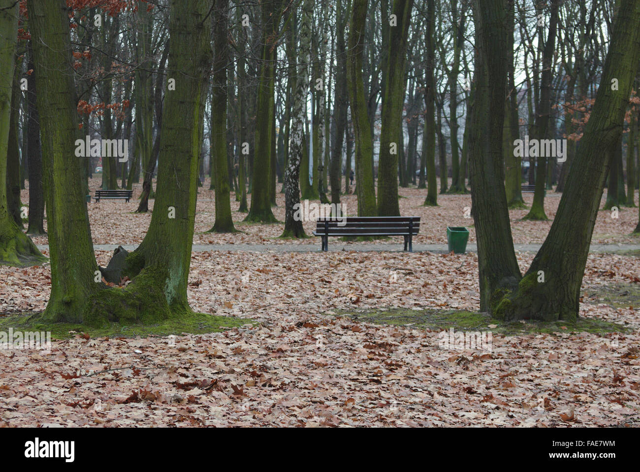 Banc dans le West Park (Park Zachodni) à Wroclaw, Pologne Banque D'Images