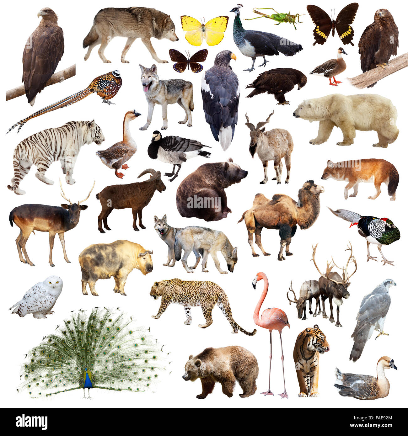 Paons indiens et d'autres animaux d'Asie. Isolé sur fond blanc Banque D'Images