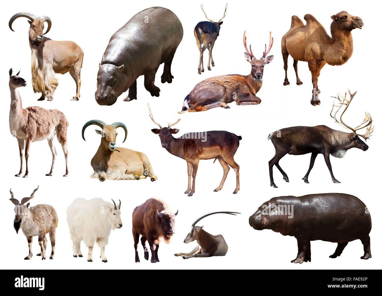 Hippo et autres animaux mammifères artiodactyles over white background Banque D'Images