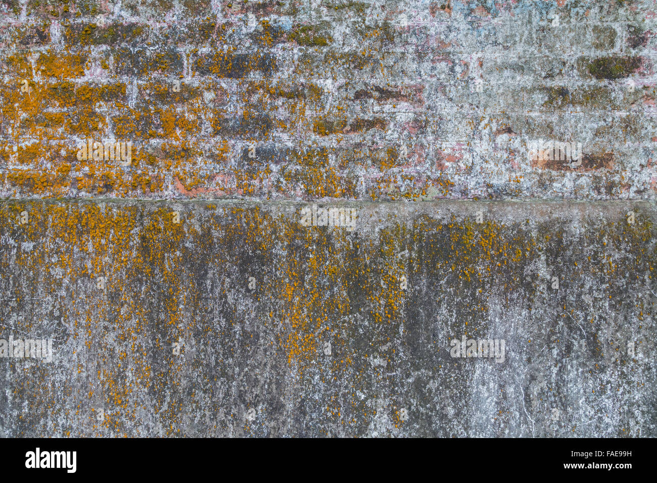 Béton gris patiné et vieilli et mur de briques avec mousse jaune. Banque D'Images