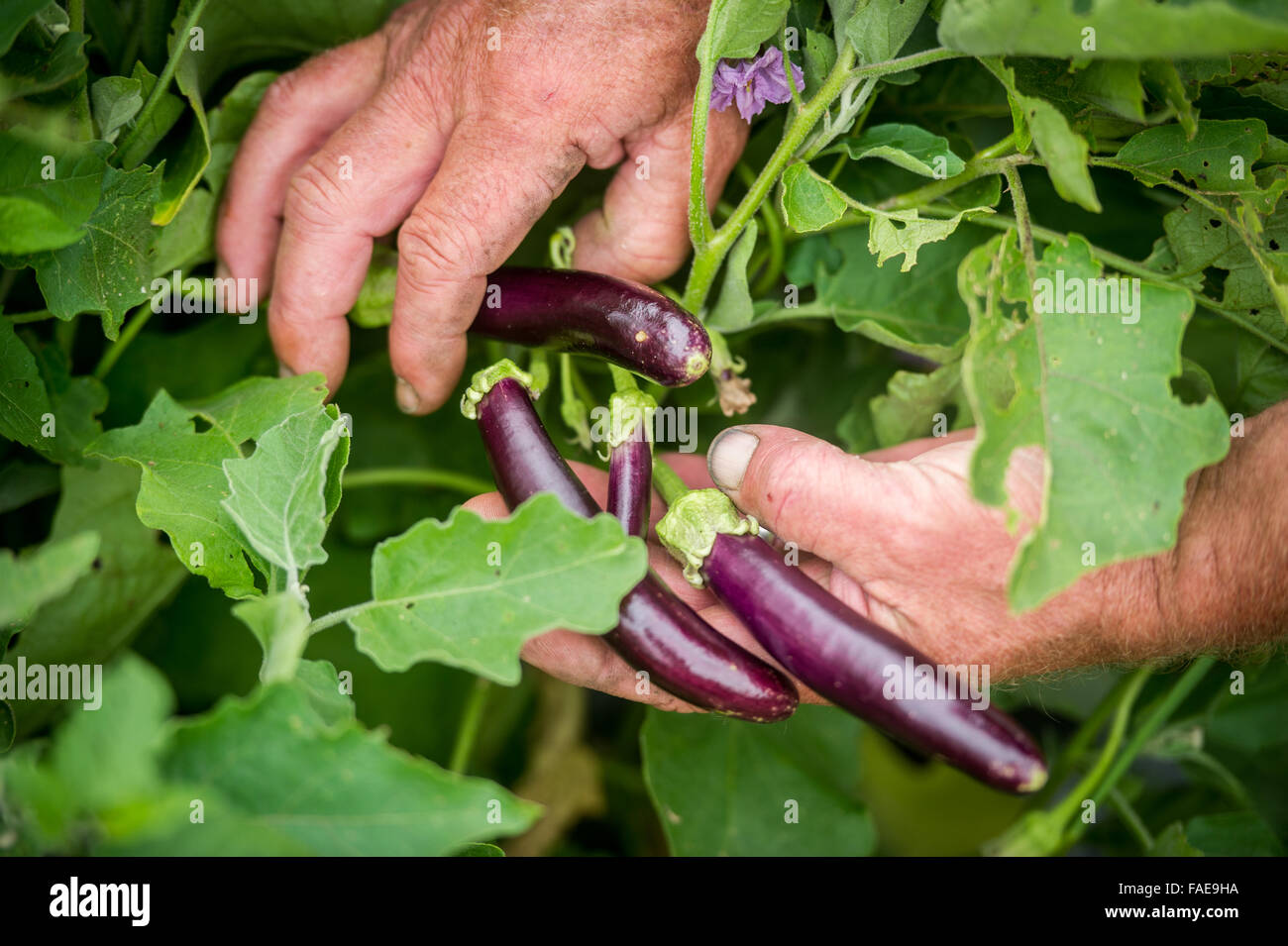 Mans hands holding aubergines croissant Banque D'Images