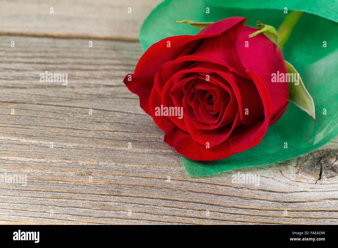 Gros plan d'une seule rose rouge immaculé, enveloppés dans du papier vert tendre, sur bois rustique. Valentines Day concept. Banque D'Images