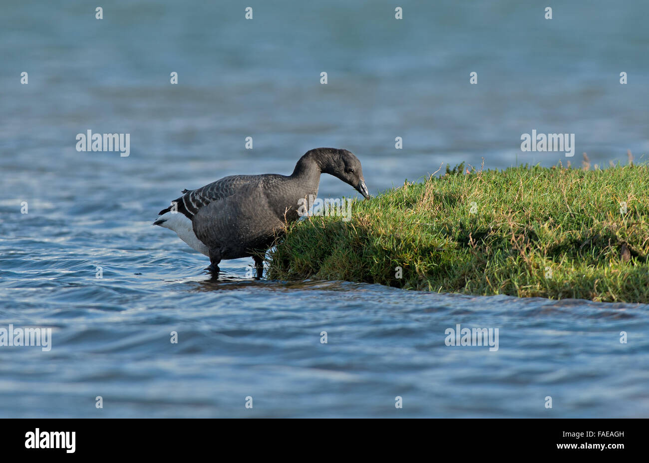 La Brant Goose Branta bernicla- rss en hiver. Uk Banque D'Images