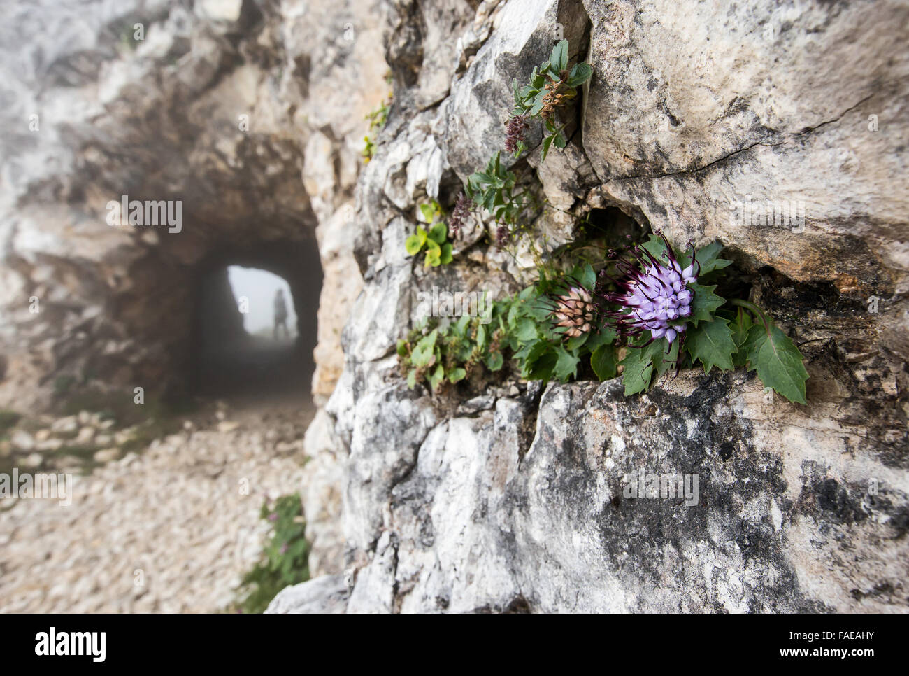 Physoplexis comosa. Galerie de la première Guerre mondiale 'Strada 52 gallerie' sur la montagne Pasubio. Vénétie. Italie. Europe. Banque D'Images