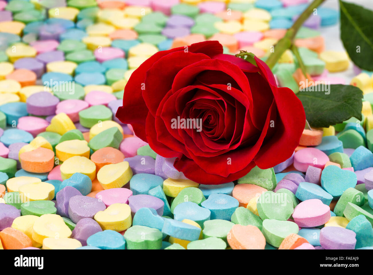 Gros plan d'une seule rose rouge immaculé se reposant dans un tas de bonbons en forme de coeur. Valentines Day concept. Selective focus on rig Banque D'Images