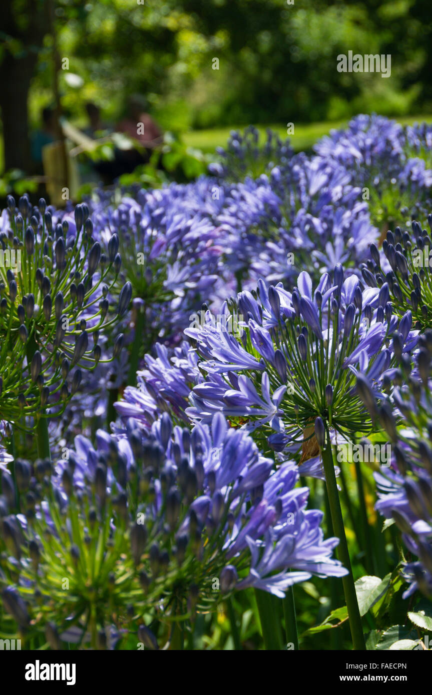 Îles Anglo-Normandes, Jersey - Samarès Manor jardins botaniques. Agapanthus floraison. Banque D'Images