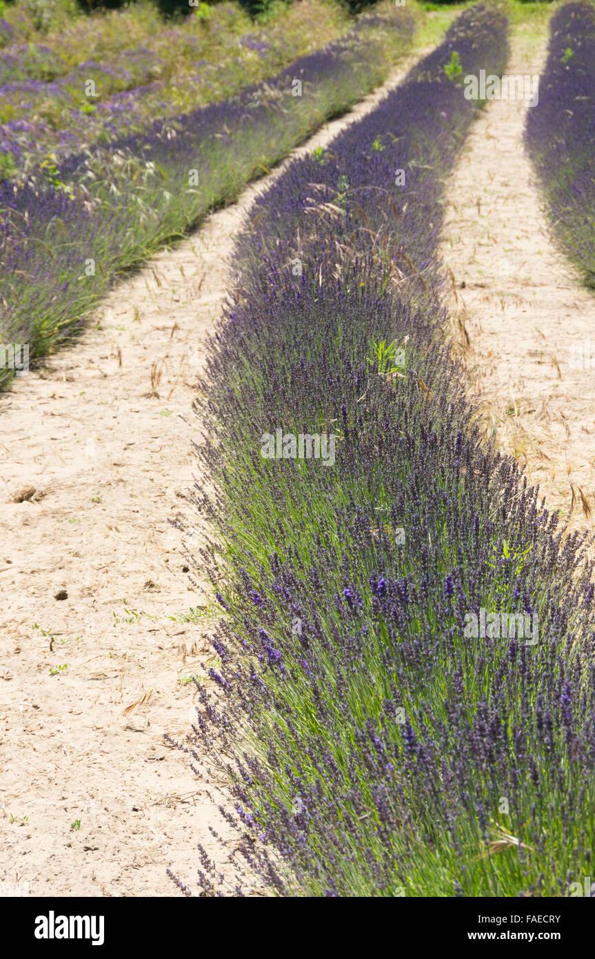 Îles Anglo-Normandes, Jersey - Lavender Farm, Pont Marquet, St Brelade Banque D'Images