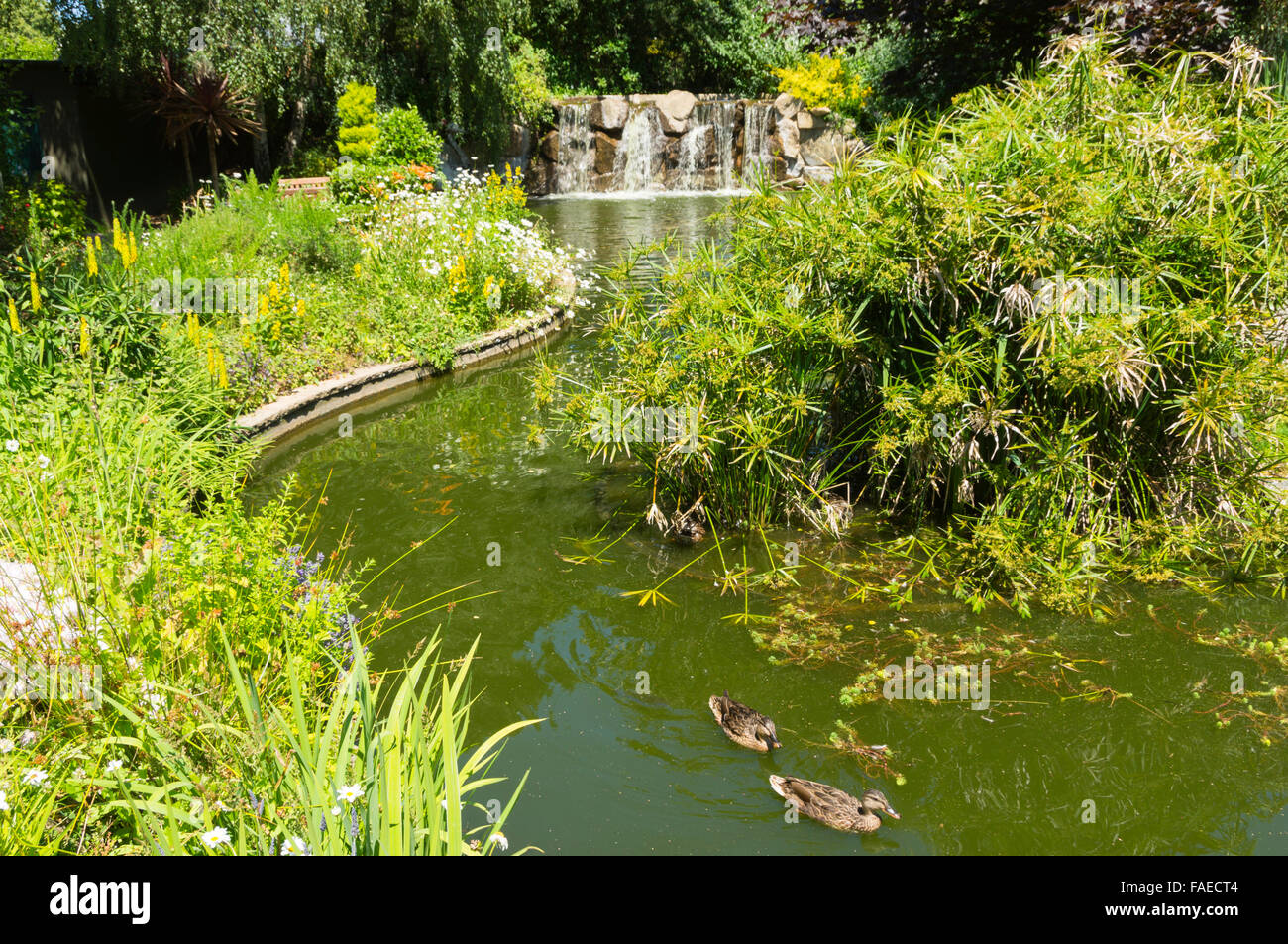 Îles Anglo-Normandes, Jersey - Lavender Farm, Pont Marquet, St Brelade Banque D'Images