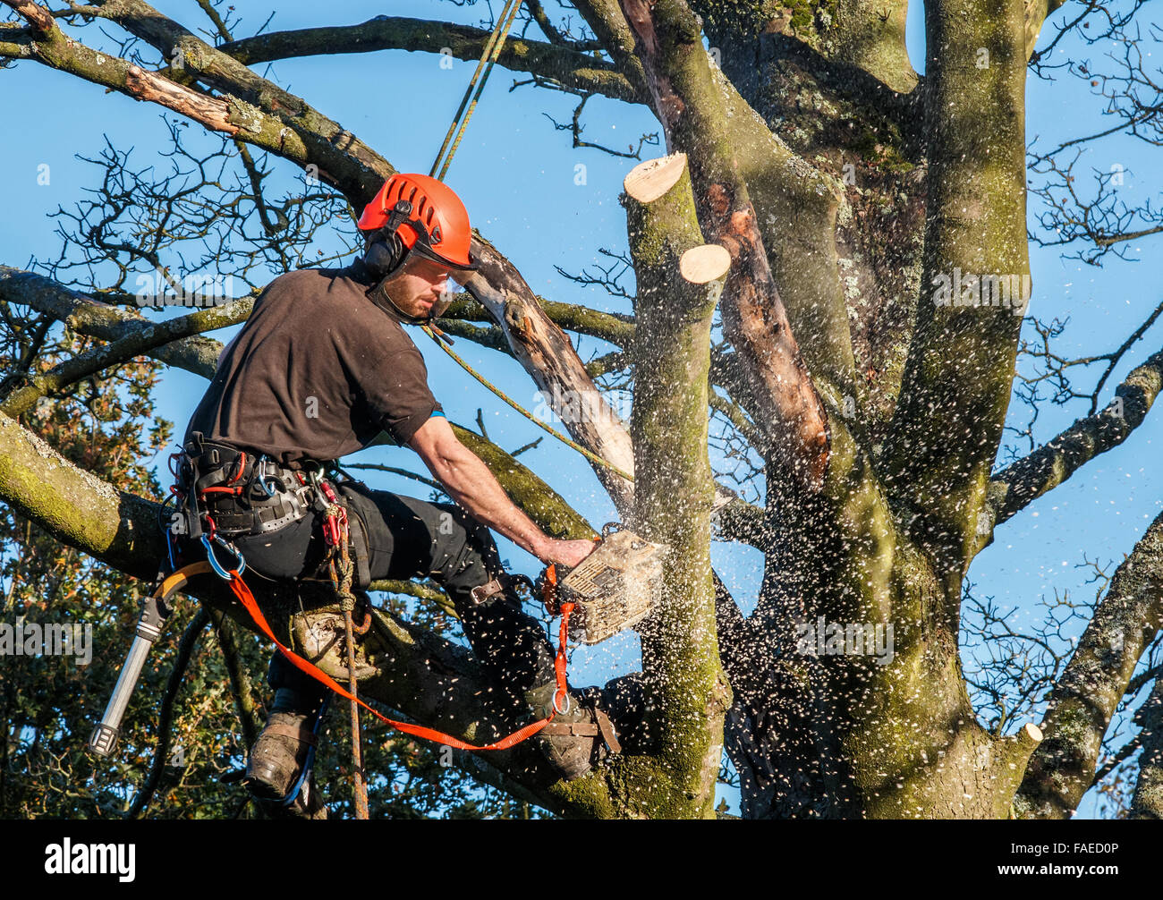 Tree Surgeon suspendu à des cordes dans une arborescence à l'aide d'une tronçonneuse pour couper des branches vers le bas. A la tronçonneuse de sciure et de gravillons autour de lui. Banque D'Images