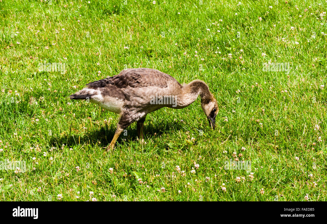 L'enfant unique à la bernache du Canada et de manger dans l'herbe verte et luxuriante. Banque D'Images
