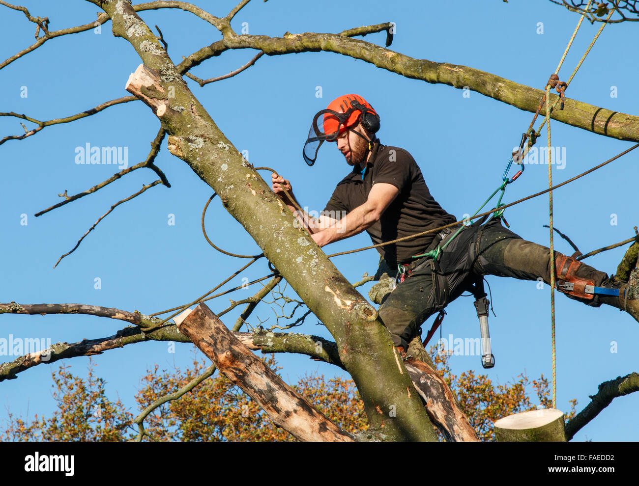 Forester homme travaillant en hauteur dans le haut d'un arbre. Il est lié à l'arbre belayed ou par des cordes avec un équipement de sécurité. Banque D'Images