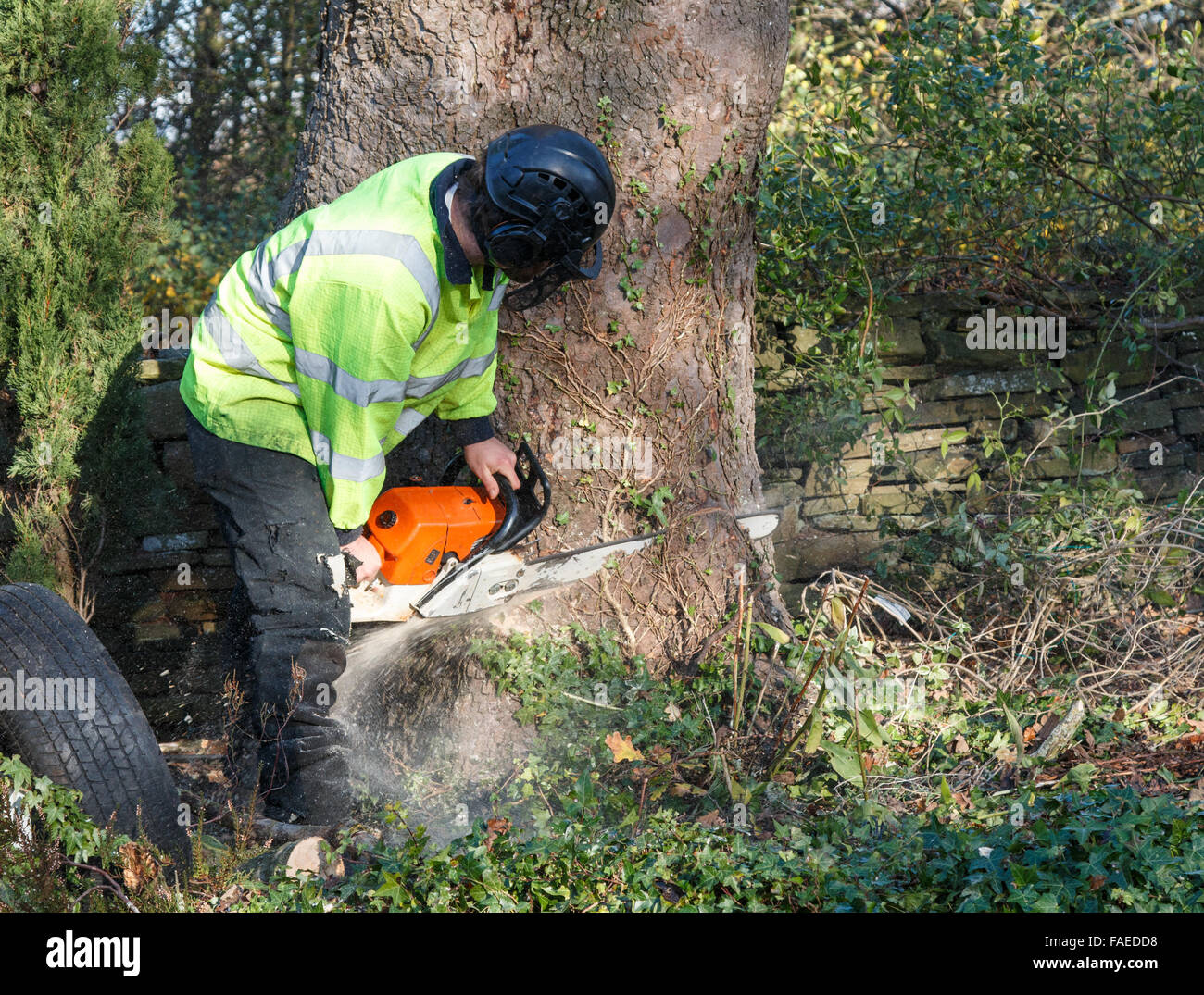 Chainsaw utilisé par un chirurgien d'arbres pour faire la première coupe dans le tronc d'un arbre sur le point d'être abattus ou abattus Banque D'Images