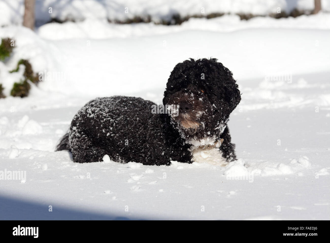 Bo, le chien de la famille Obama joue dans la neige dans la roseraie de la Maison Blanche le 8 février 2010 à Washington, DC. Banque D'Images