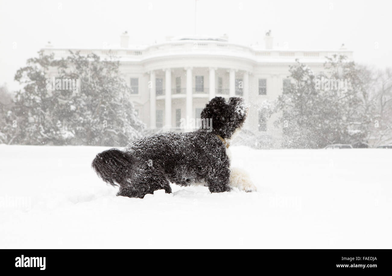 Bo, le chien de la famille Obama joue dans la neige sur la pelouse Sud de la Maison Blanche le 8 février 2010 à Washington, DC. Banque D'Images