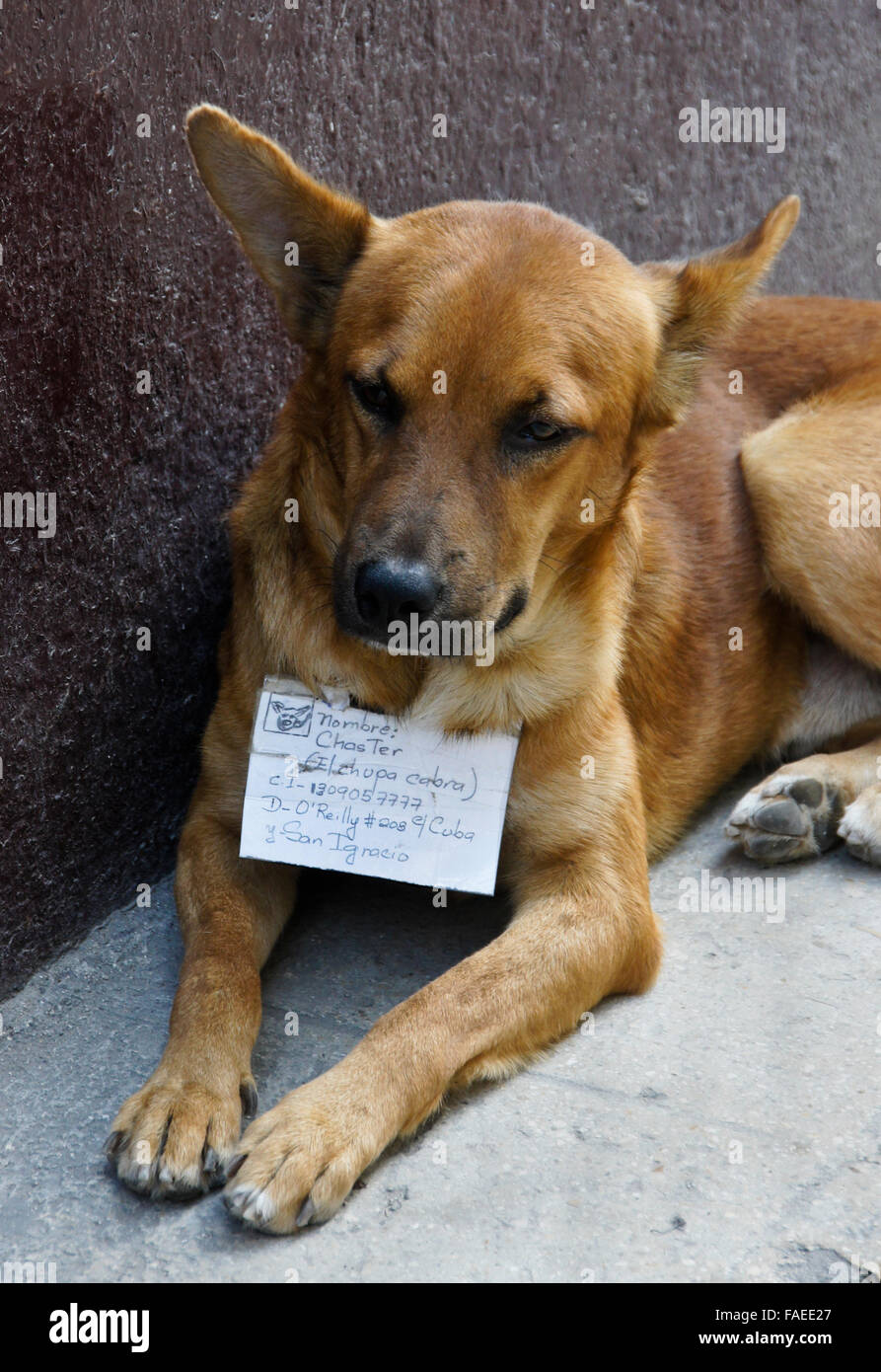 Chien avec l'étiquette d'identification des faits maison, La Havane, Cuba Banque D'Images