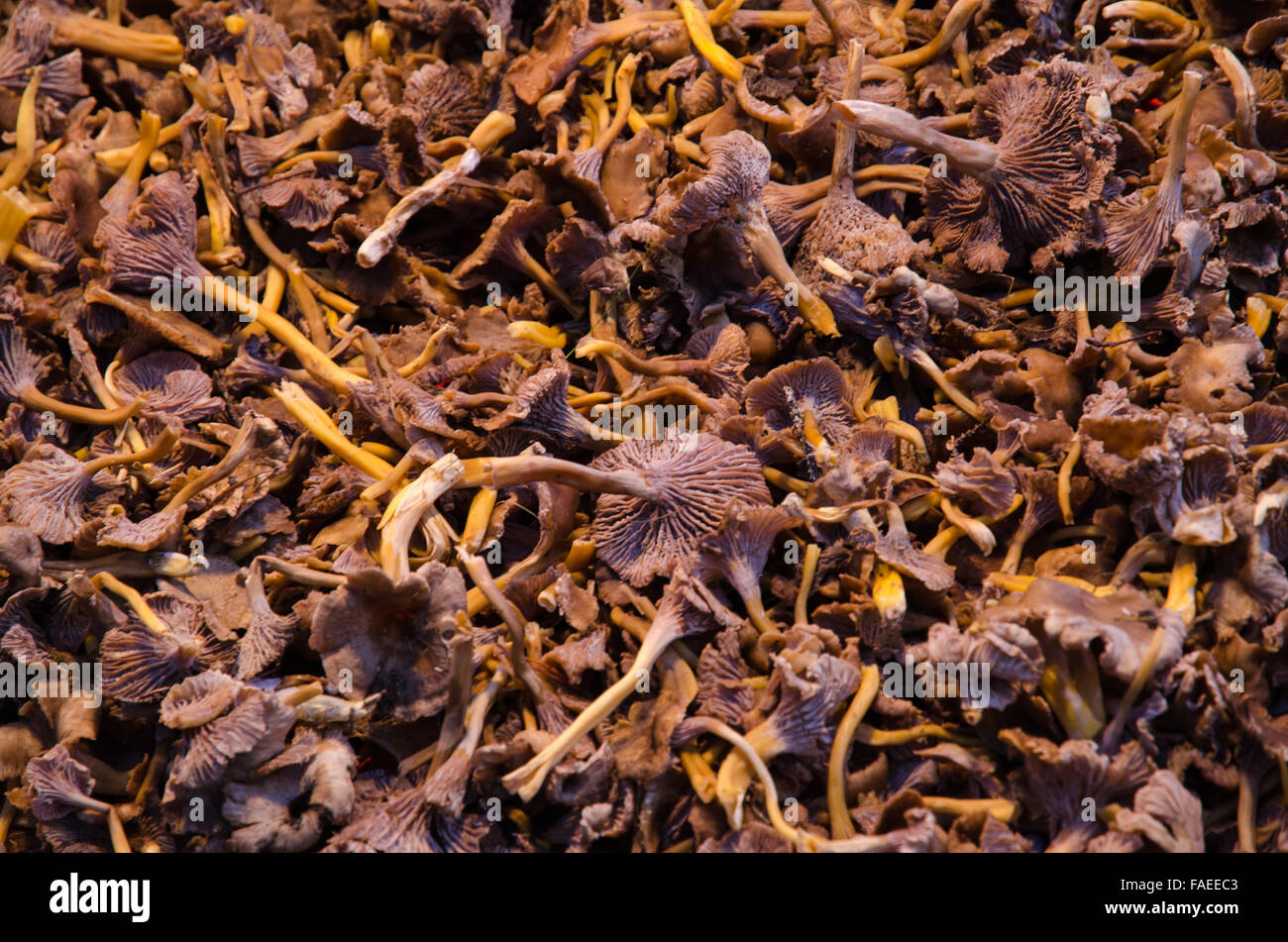 Bande de chanterelles toute l'entonnoir Banque D'Images