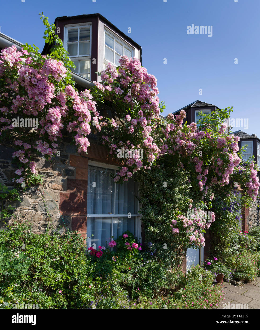 Rosiers grimpants sur un chalet dans le village de Broughton, la région de Tweeddale, Scottish Borders Banque D'Images