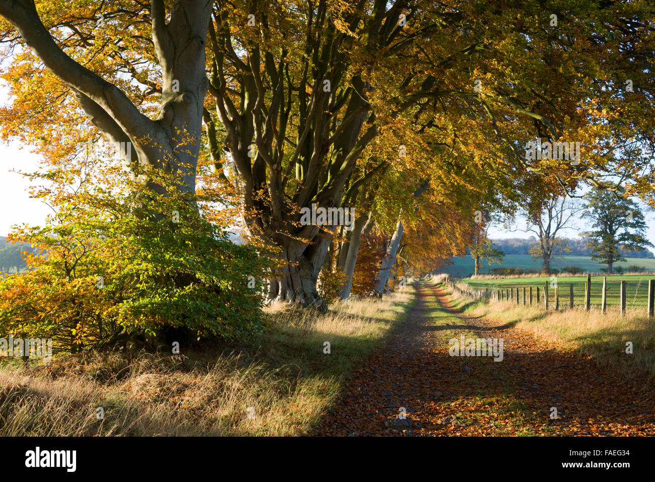 Couleurs d'automne à Nisbet, Jedburgh, Scottish Borders. Banque D'Images