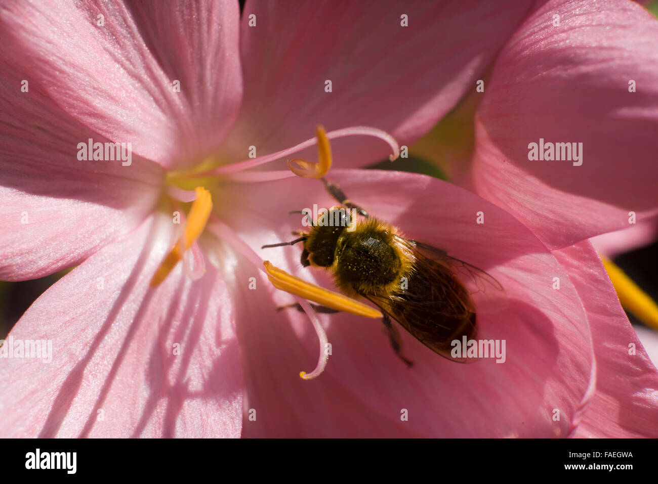 Une abeille se nourrit de nectar de fleurs dans un lis kaffir fin Octobre en Ecosse, très tard dans l'année pour l'alimentation Banque D'Images