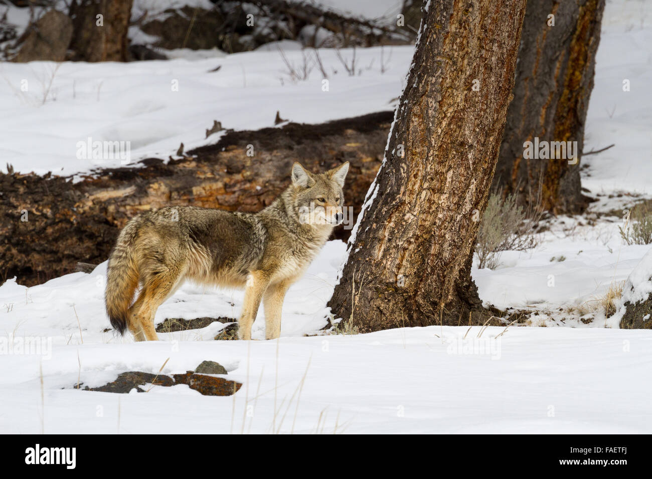 Un coyote s'alerte dans la neige dans le Parc National de Yellowstone, Wyoming. Banque D'Images