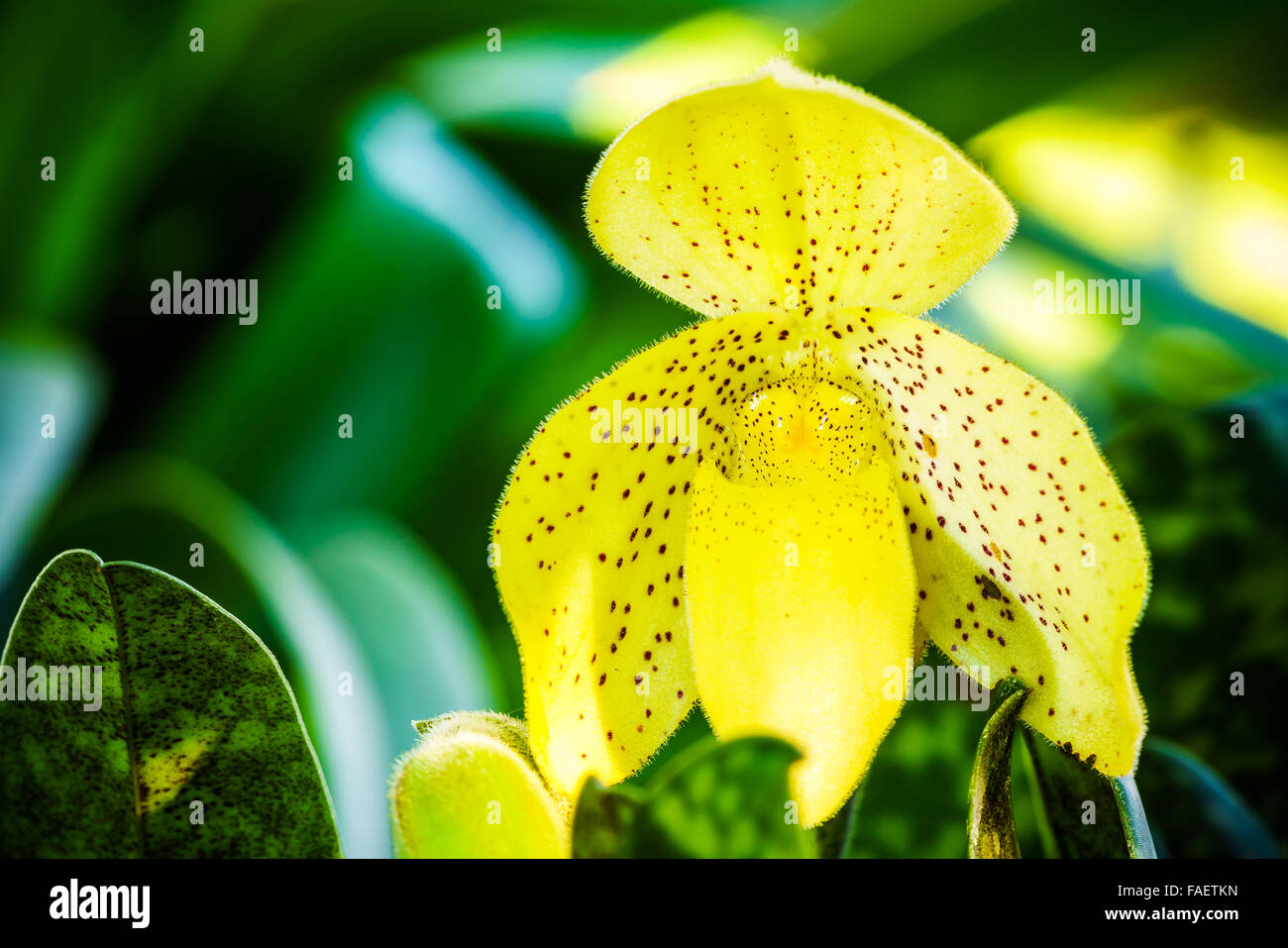 Photo gros plan de sabots de la Vierge jaune orchidée fleur Banque D'Images