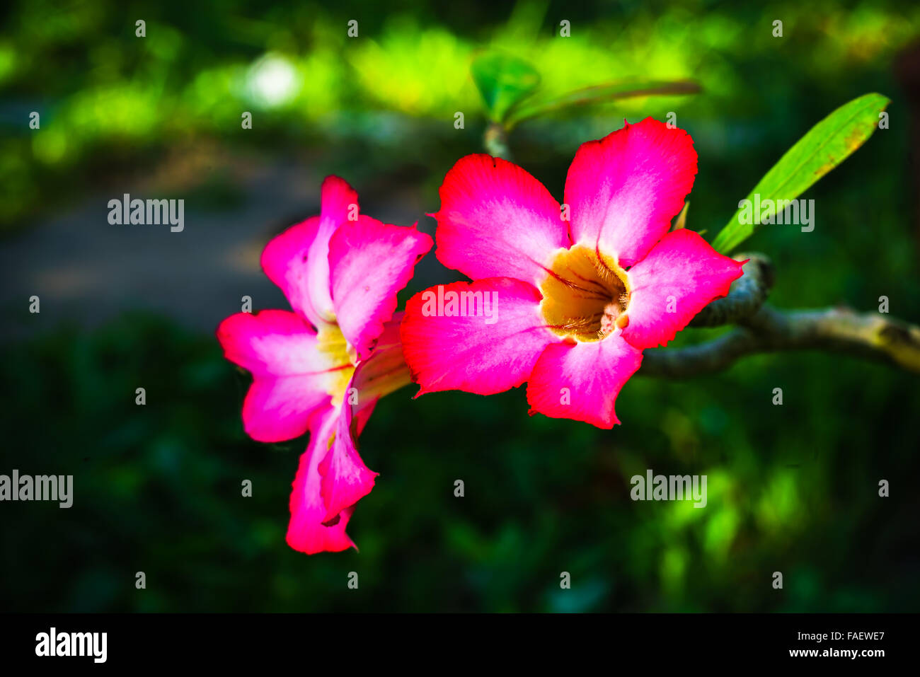 Desert Rose rose dans un jardin en fleurs fleurs Banque D'Images