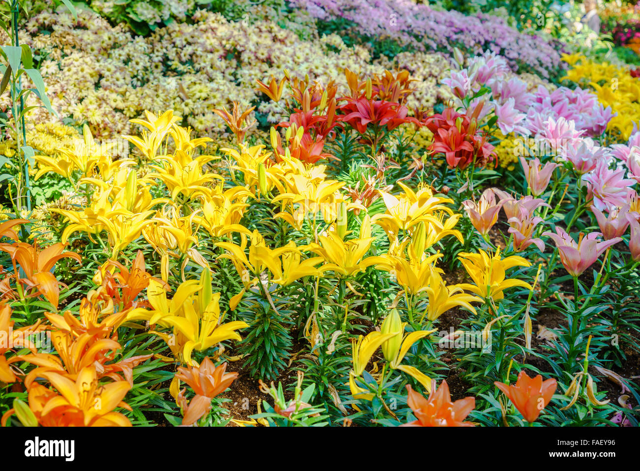 Différents types de fleurs qui poussent dans un jardin Banque D'Images