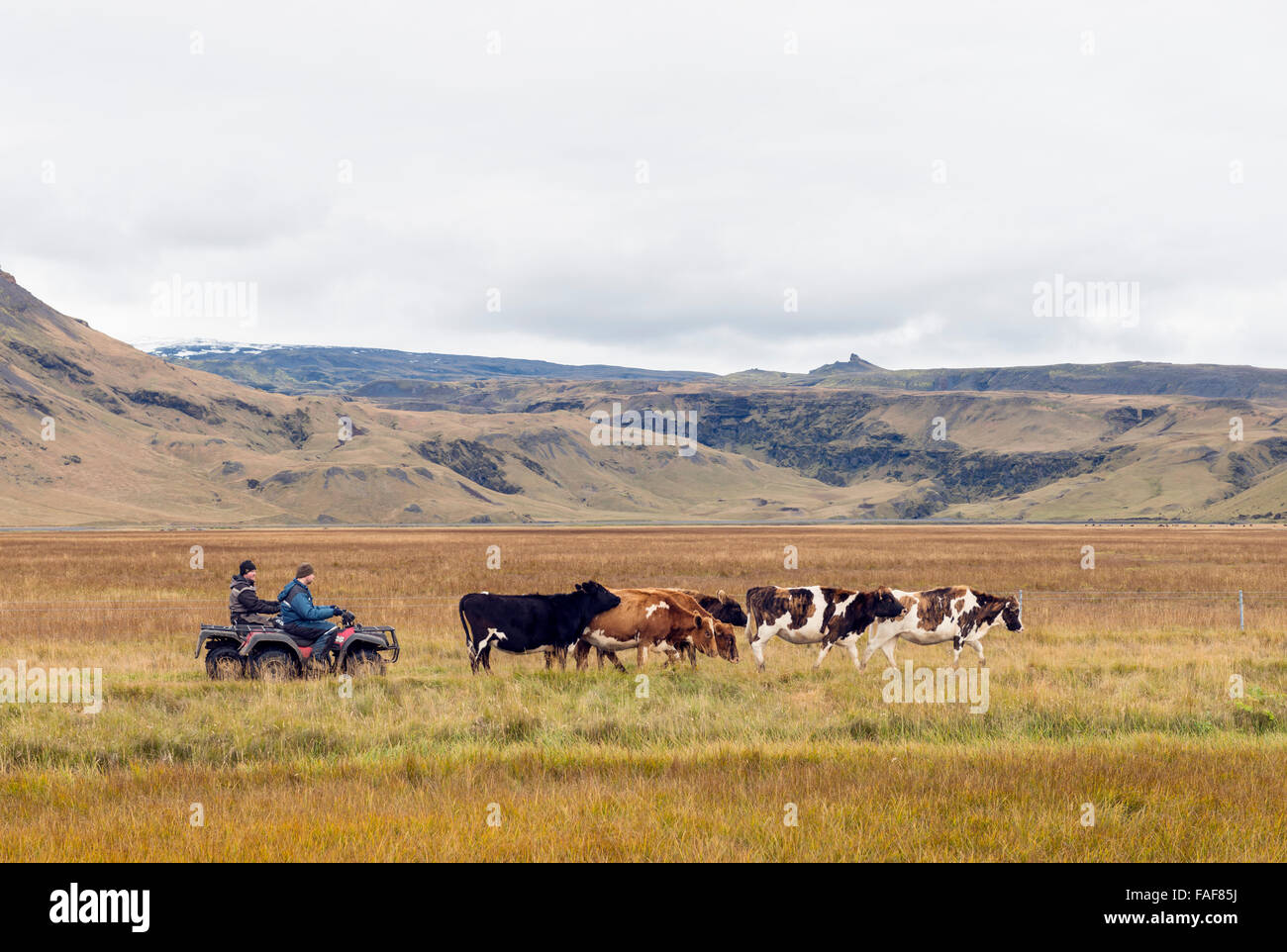 Cow-boys modernes. L'Islande Banque D'Images