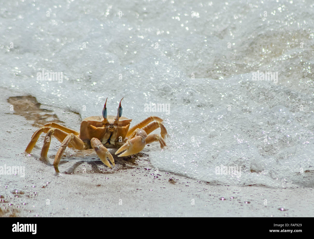 Le crabe, la Sierra Leone. Banque D'Images