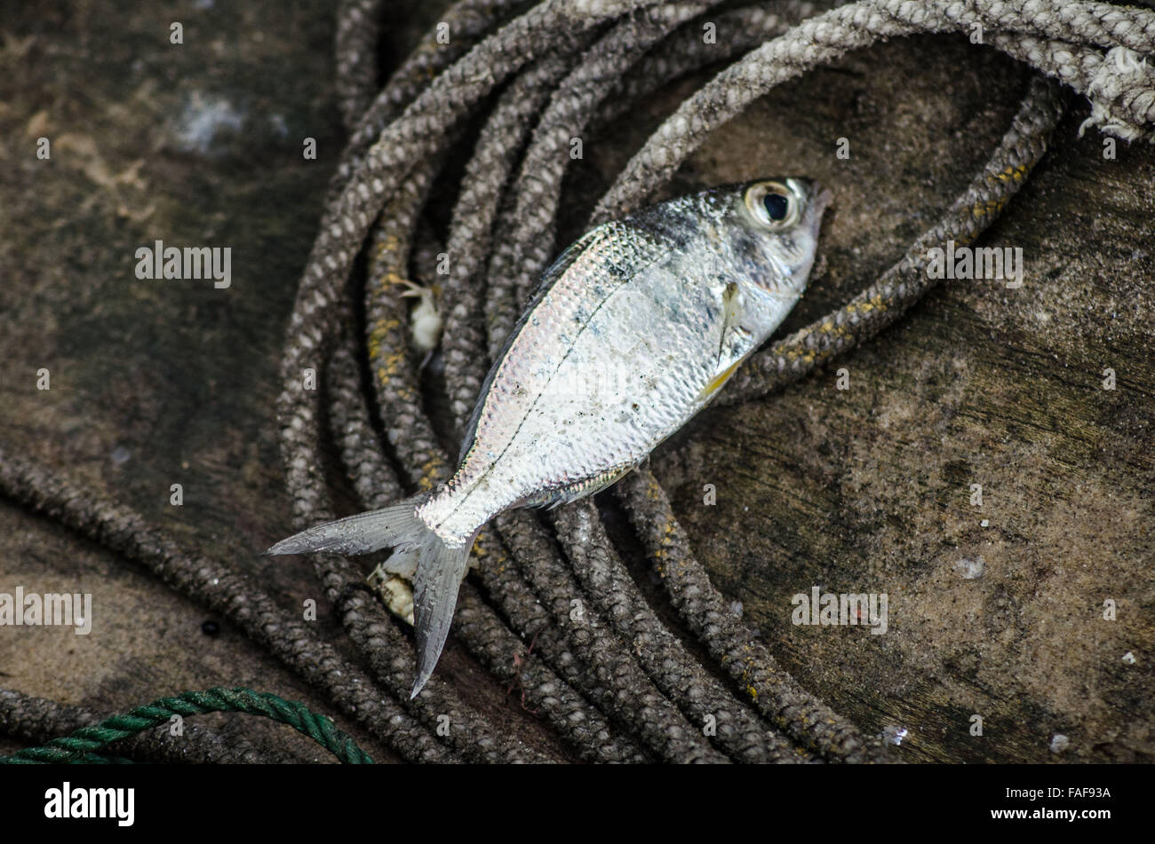 La pêche artisanale, de la sierra leone Banque D'Images