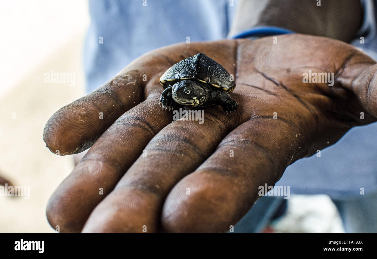 Un homme est titulaire d'un bébé tortue dans Sierra Leone Banque D'Images