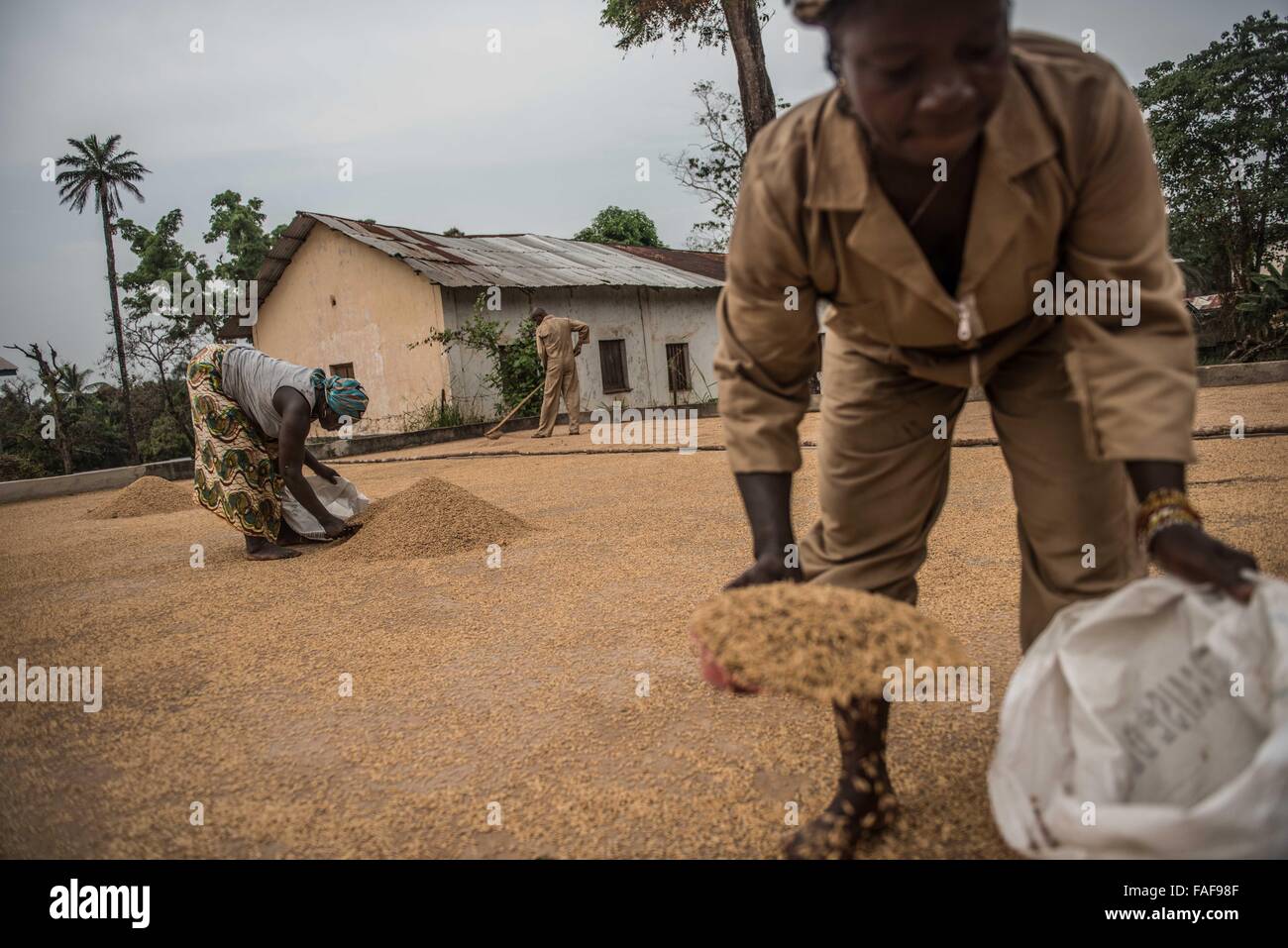 Moulin à riz en Sierra Leone Banque D'Images
