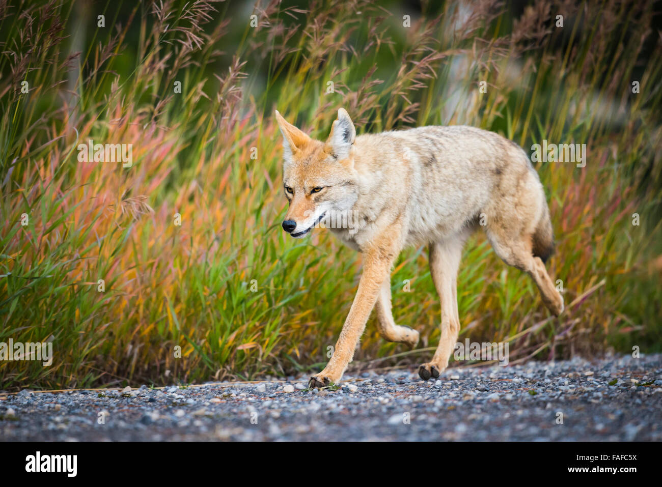 Coyote sauvage dans un pré en bordure de la chasse dans les Montagnes Rocheuses de l'Alberta Canada Banque D'Images