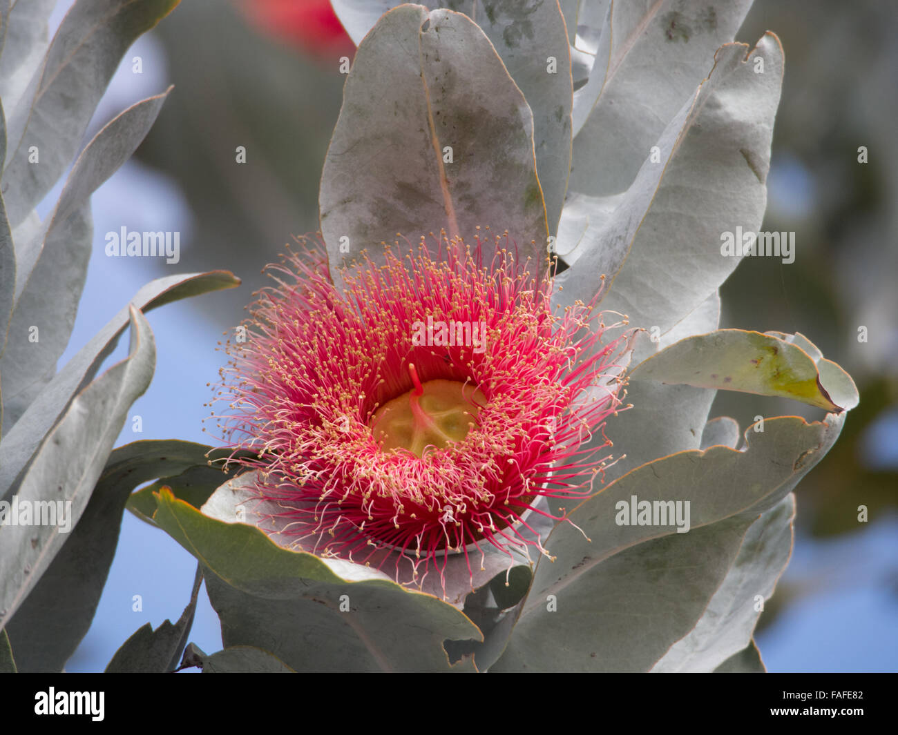 Fleur d'Eucalyptus macrocarpa, une espèce d'eucalyptus en Australie de l'Ouest Banque D'Images