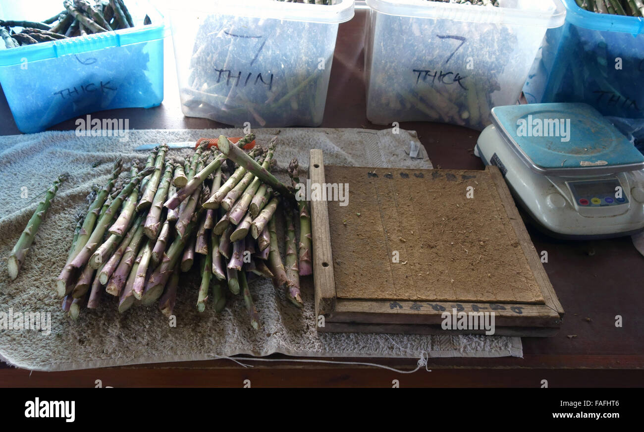 Graisse Fine asperges anglais sont disposés en grappes pour la vente ; Banque D'Images
