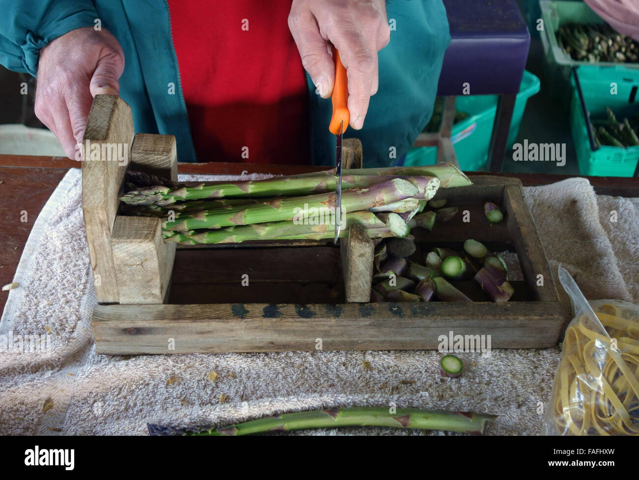 Graisse Fine asperges anglais sont disposés en grappes pour la vente ; Banque D'Images