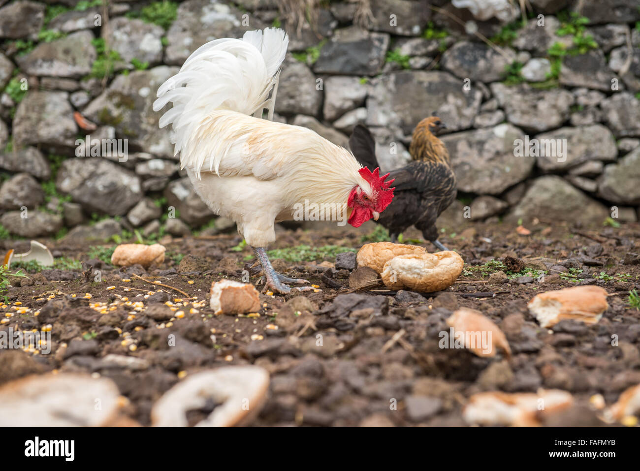 Grand coq blanc extérieur permanent on farm Banque D'Images