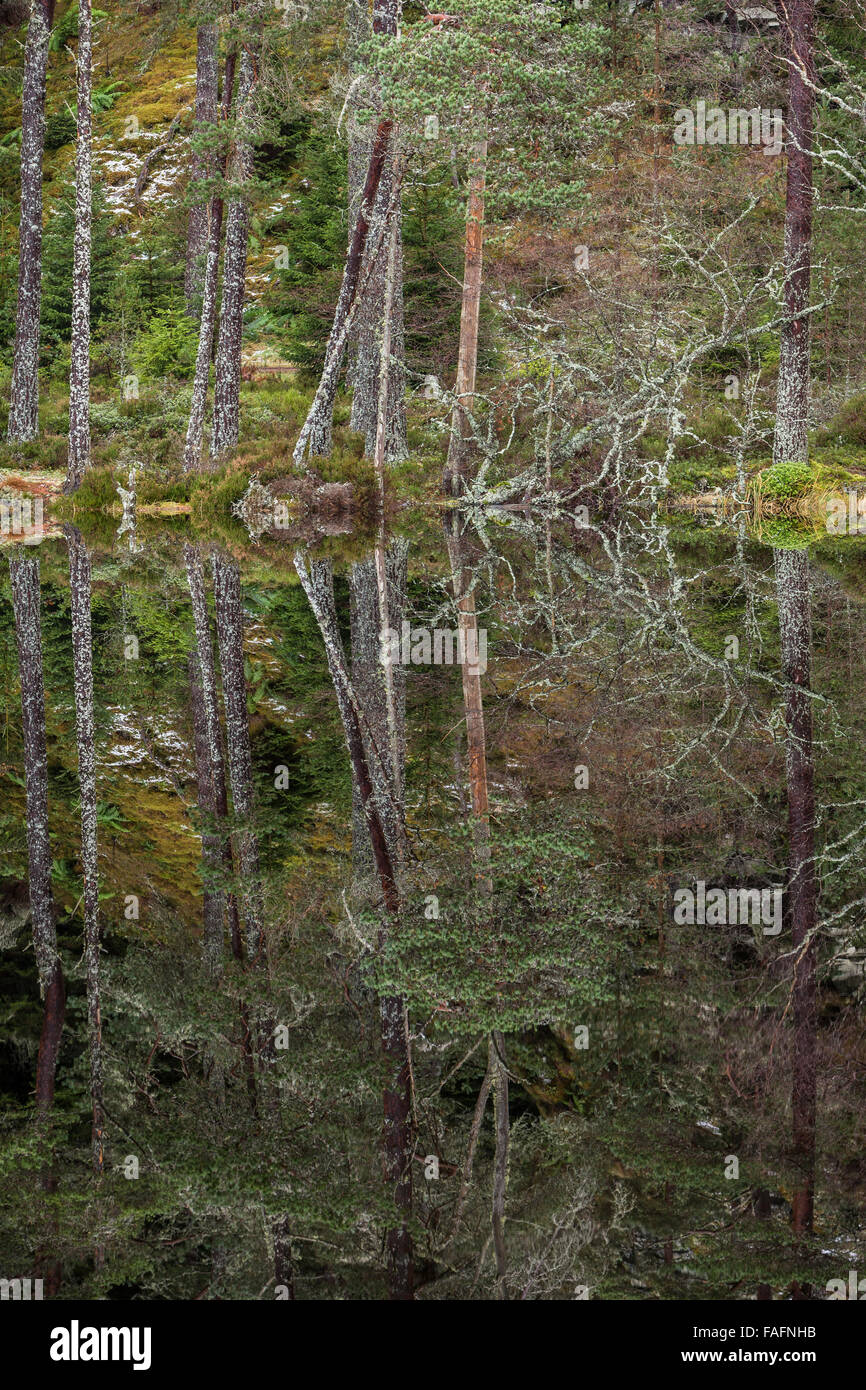 Réflexions sur la forêt Uath Lochan à Glen Feshie en Ecosse. Banque D'Images