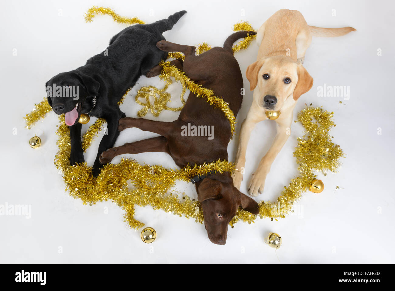 Jaune, noir et chocolat labrador retriever dog wearing Christmas decorations Banque D'Images