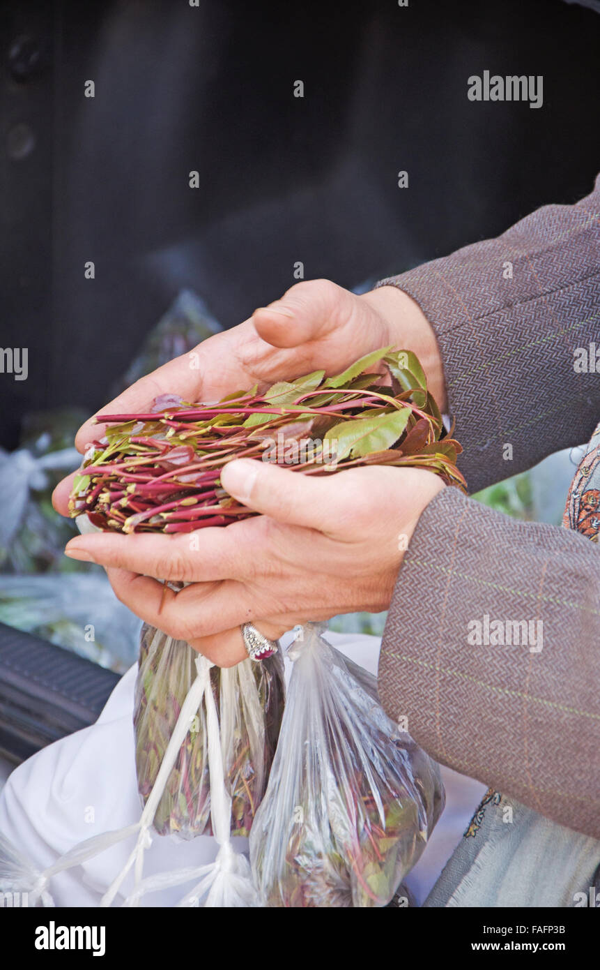 Mains d'un homme yéménite, le khat, qat vente or vert, plante, drogue, dans la mastication de la feuille, le marché du sel, vieille ville de Sana'a, Yémen Banque D'Images