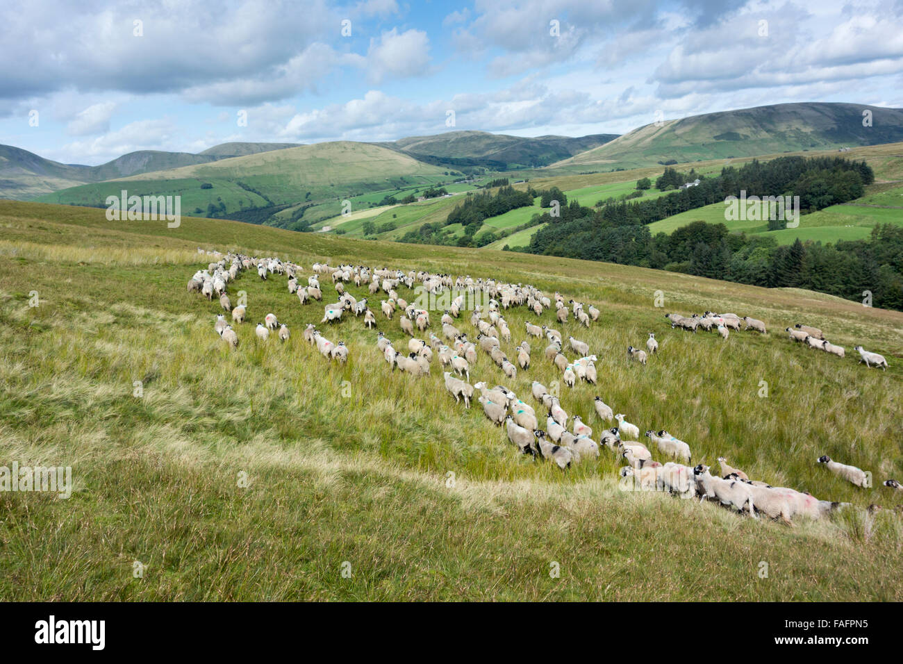 Berger berger avec troupeau de moutons collecte commune de pâturages dans la Howgills, Cumbria, Royaume-Uni. Banque D'Images