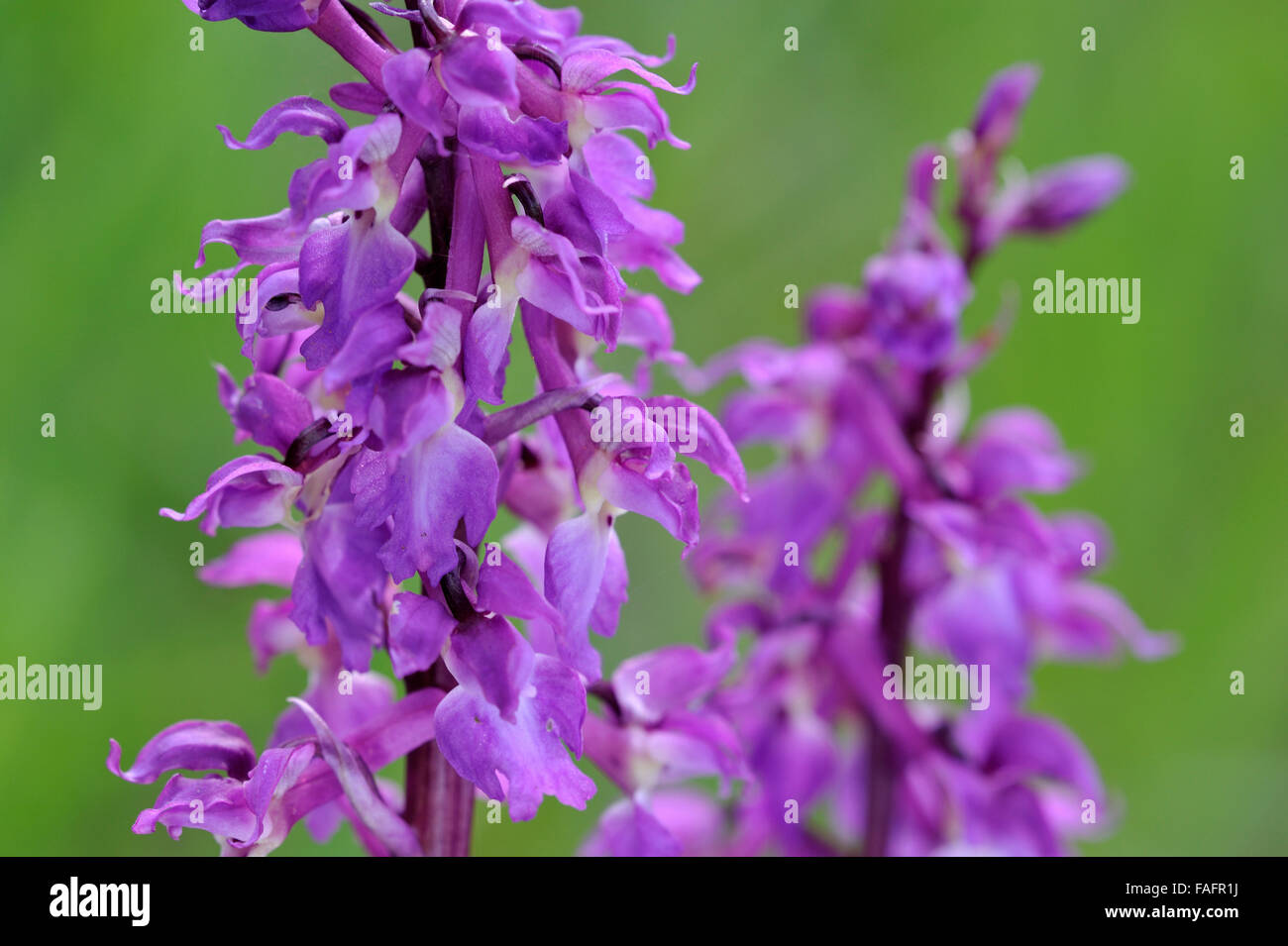 Early Purple orchid (Orchis mascula) en fleurs Banque D'Images