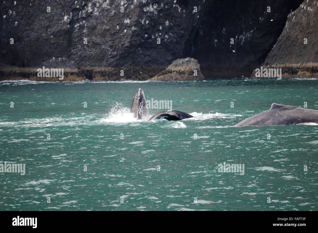 L'alimentation des baleines à bosse dans la baie de Resurection, Seward Alaska Banque D'Images