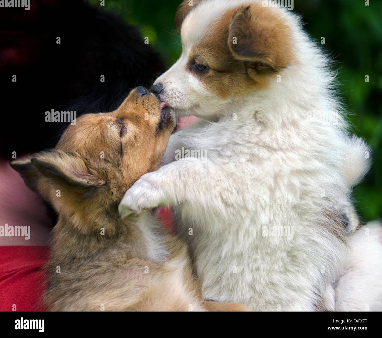 Deux chiots kissing Banque D'Images